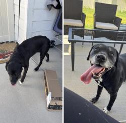 Reunited Female Dog last seen HWY 44 and Can Ada, Star, ID 83669
