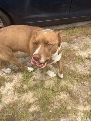 Found/Stray Male Dog last seen Kindred blvd, Port Charlotte, FL 33954