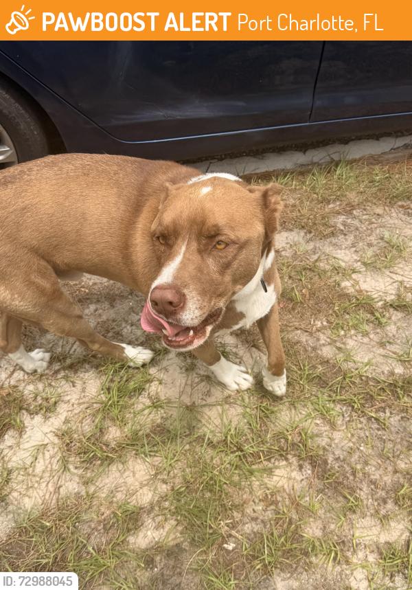 Found/Stray Male Dog last seen Kindred blvd, Port Charlotte, FL 33954