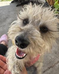 Reunited Female Dog last seen Eastern and Jaia in Bell Gardens but might be in surrounding cities, Bell Gardens, CA 90201