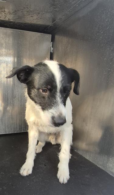 Shelter Stray Male Dog last seen W COMMERCE, 4710 TX-151, San Antonio, TX 78227, USA