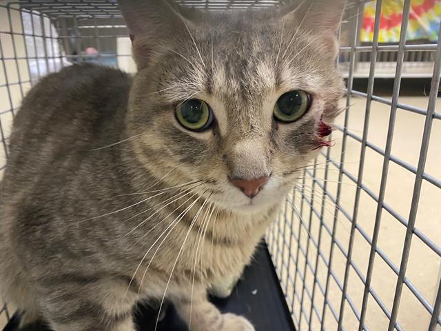 Shelter Stray Male Cat last seen , 3839 W Burnham St, West Milwaukee, WI 53215, USA