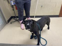 Shelter Stray Male Dog last seen N 26TH/LLOYD, 3839 W Burnham St, West Milwaukee, WI 53215, USA