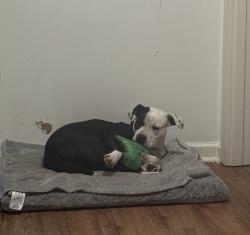 Lost Female Dog last seen Lizard lick rd. Wendell nc , Wendell, NC 27591