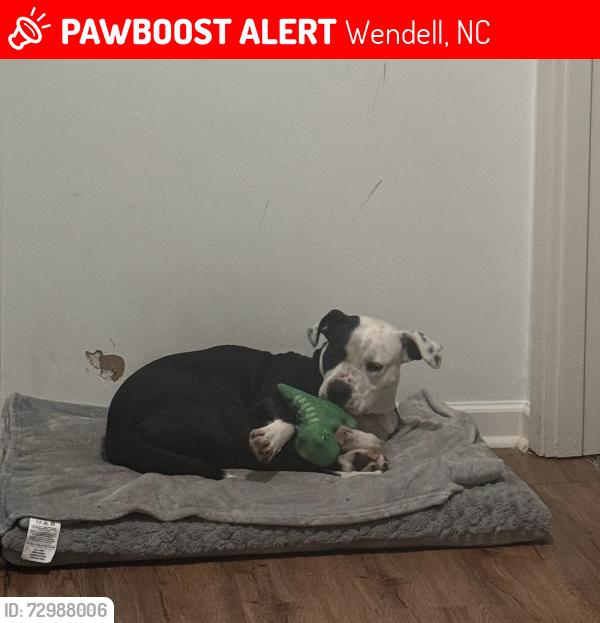 Lost Female Dog last seen Lizard lick rd. Wendell nc , Wendell, NC 27591