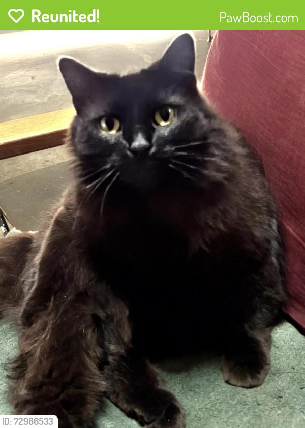 Reunited Female Cat last seen Lynn Haven Ct Lexington SC, Lexington County, SC 29073