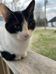 Lost Female Cat last seen State highway 64 Henderson Texas, Henderson, TX 75652