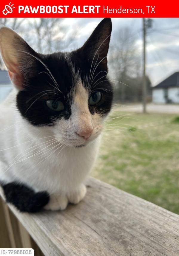 Lost Female Cat last seen State highway 64 Henderson Texas, Henderson, TX 75652