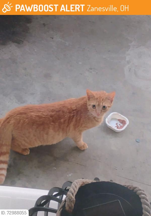 Found/Stray Unknown Cat last seen Lincoln and Moxahala Avenue, Zanesville, OH 43701