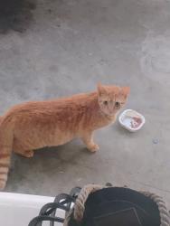 Found/Stray Unknown Cat last seen Lincoln and Moxahala Avenue, Zanesville, OH 43701