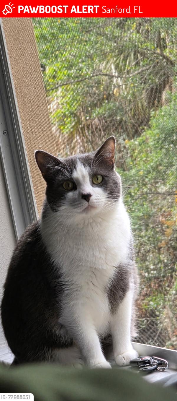 Lost Male Cat last seen Airport Blvd , Sanford, FL 32773