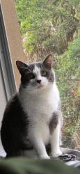 Lost Male Cat last seen Airport Blvd , Sanford, FL 32773