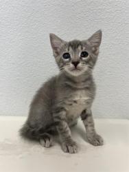 Shelter Stray Male Cat last seen Near BLOCK E ROBINSON AVE, FRESNO CA 93704 4948, 5277 E Airways Blvd, Fresno, CA 93727, USA