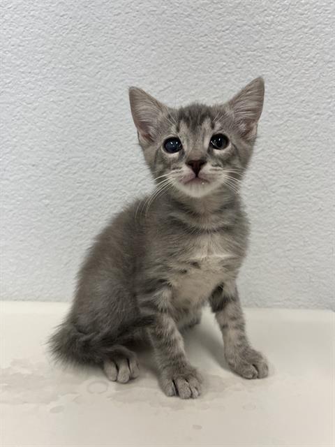 Shelter Stray Male Cat last seen Near BLOCK E ROBINSON AVE, FRESNO CA 93704 4948, 5277 E Airways Blvd, Fresno, CA 93727, USA