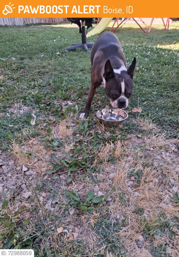 Found/Stray Male Dog last seen Gaston Bskety and Whitney Elementary, Boise, ID 83705