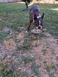 Found/Stray Male Dog last seen Gaston Bskety and Whitney Elementary, Boise, ID 83705