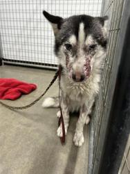 Shelter Stray Female Dog last seen Near BLOCK N BAIN AVE, FRESNO CA 93722 7531, 5277 E Airways Blvd, Fresno, CA 93727, USA