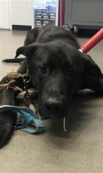 Shelter Stray Male Dog last seen Near BLOCK W SHAW AVE, FRESNO CA 93711 3208, 5277 E Airways Blvd, Fresno, CA 93727, USA