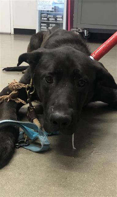 Shelter Stray Male Dog last seen Near BLOCK W SHAW AVE, FRESNO CA 93711 3208, 5277 E Airways Blvd, Fresno, CA 93727, USA