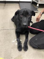 Shelter Stray Male Dog last seen Near BLOCK E GETTYSBURG AVE, FRESNO CA 93726 1215, 5277 E Airways Blvd, Fresno, CA 93727, USA