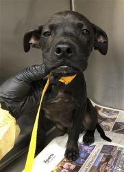 Shelter Stray Male Dog last seen Near BLOCK W CLINTON AVE, FRESNO CA 93722 6883, 5277 E Airways Blvd, Fresno, CA 93727, USA