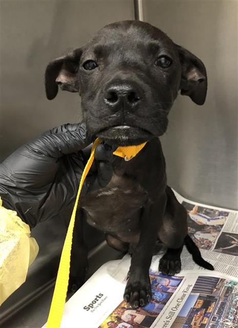 Shelter Stray Male Dog last seen Near BLOCK W CLINTON AVE, FRESNO CA 93722 6883, 5277 E Airways Blvd, Fresno, CA 93727, USA
