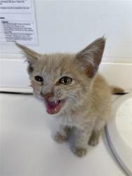 Shelter Stray Male Cat last seen Near BLOCK E CARMEN AVE, FRESNO CA 93727 1944, 5277 E Airways Blvd, Fresno, CA 93727, USA