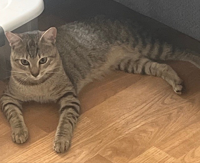 Shelter Stray Male Cat last seen BAY STREET LONGWOOD, 232 Eslinger Way, Sanford, FL 32773, USA