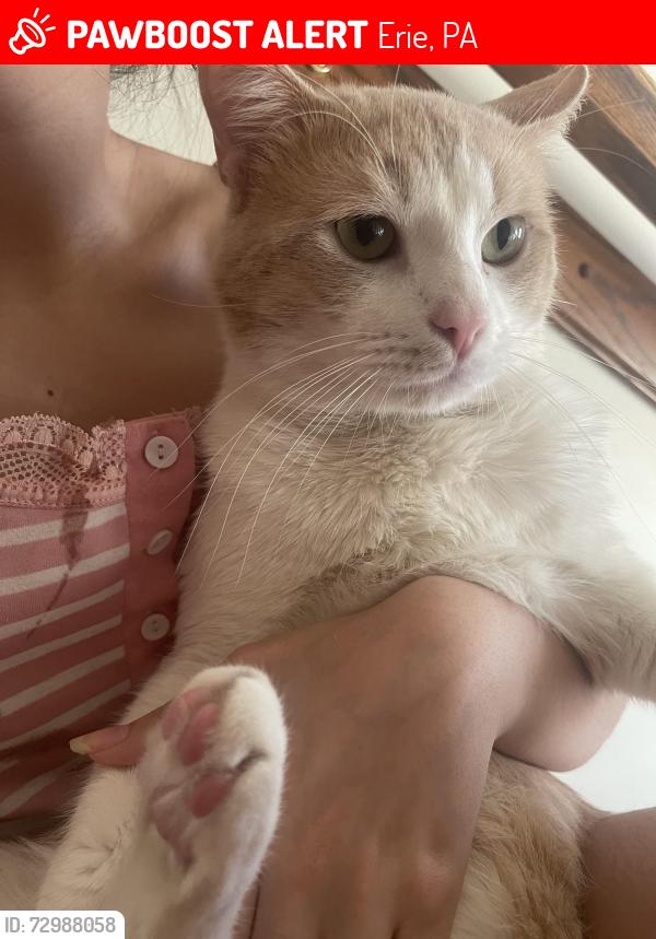 Lost Male Cat last seen Tory and Clinton street, and Ruth avenue, Erie, PA 16509