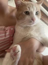 Lost Male Cat last seen Tory and Clinton street, and Ruth avenue, Erie, PA 16509
