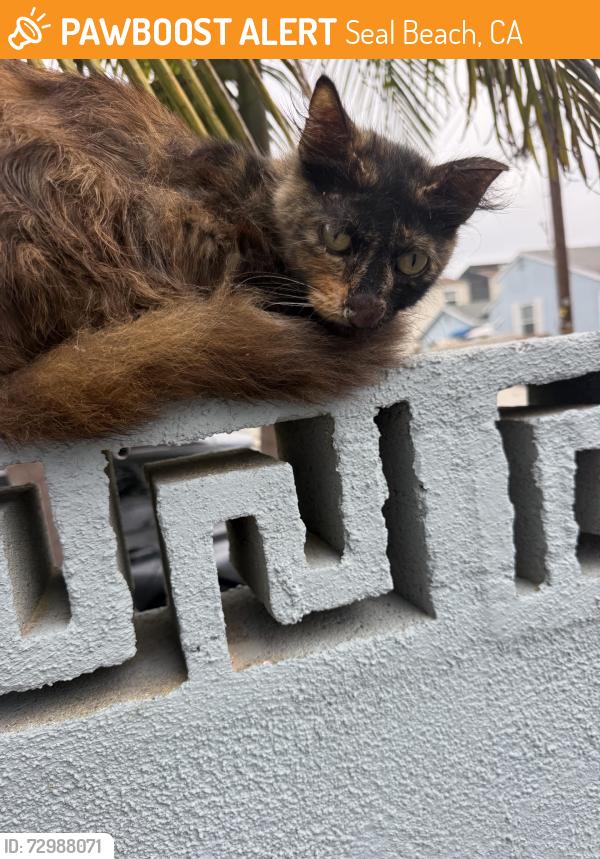 Found/Stray Unknown Cat last seen Green Belt, Seal Beach, CA 90740