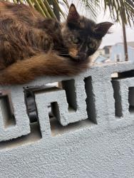 Found/Stray Unknown Cat last seen Green Belt, Seal Beach, CA 90740