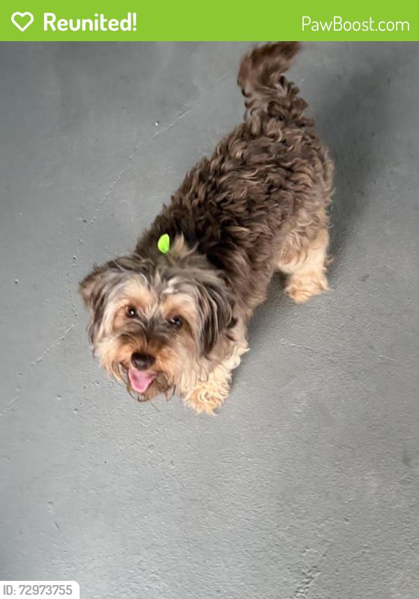 Reunited Female Dog last seen Ranch View East, Valley Ranch Neighborhood , San Antonio, TX 78254
