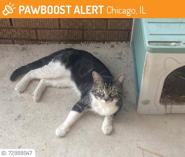 Found/Stray Unknown Cat last seen Fairfield & Arthur, Chicago, IL 60645