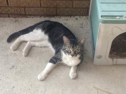 Found/Stray Unknown Cat last seen Fairfield & Arthur, Chicago, IL 60645