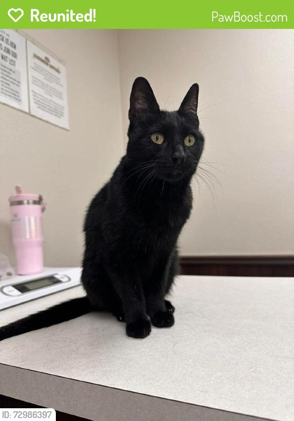 Reunited Female Cat last seen Near Meadowlark Ln, Las Vegas, NV 89103, USA, Las Vegas, NV 89103