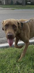 Reunited Unknown Dog last seen Congressional Dr, Corpus Christi, TX 78413, USA, Corpus Christi, TX 78413