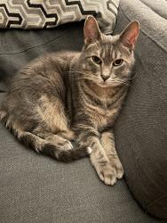Lost Male Cat last seen Washington Village cndmniums 26 / Jewel, Washington, MI 48094