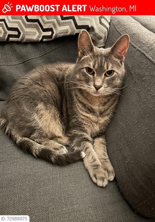 Lost Male Cat last seen Washington Village cndmniums 26 / Jewel, Washington, MI 48094