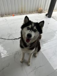 Reunited Female Dog last seen Scott lake , Miami, FL 33169
