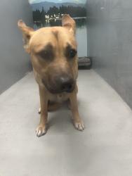 Shelter Stray Male Dog last seen 300th block of 10th Ave, Seattle, WA, 2061 15th Ave W, Seattle, WA 98119, USA