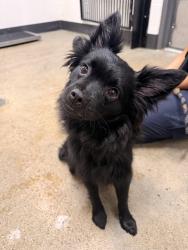 Shelter Stray Female Dog last seen Near E 65, 4th District, OH, 9203 Detroit Ave, Cleveland, OH 44102, USA