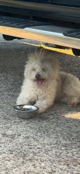 Lost Unknown Dog last seen tidwell rd, Houston, TX 77044