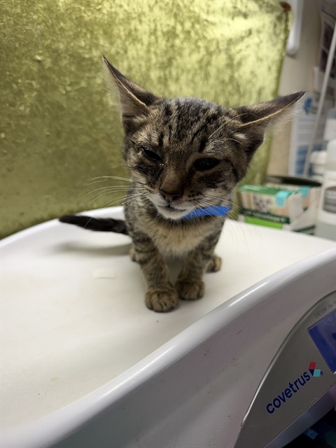 Shelter Stray Male Cat last seen Near BLOCK FLABOB AVE, JURUPA VALLEY CA 92509, 6851 Van Buren Boulevard, Jurupa Valley, CA 92509, USA