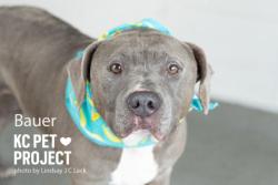 Shelter Stray Male Dog last seen Near Gladstone Blvd, 64123, 64123, MO, 7077 Elmwood Ave, Kansas City, MO 64132, USA