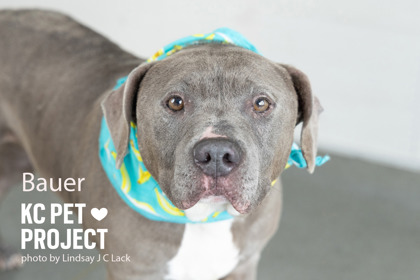 Shelter Stray Male Dog last seen Near Gladstone Blvd, 64123, 64123, MO, 7077 Elmwood Ave, Kansas City, MO 64132, USA