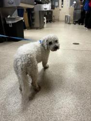 Shelter Stray Male Dog last seen Near BLOCK BUTTERFIELD RD, RIVERSIDE CA 92503, 6851 Van Buren Boulevard, Jurupa Valley, CA 92509, USA