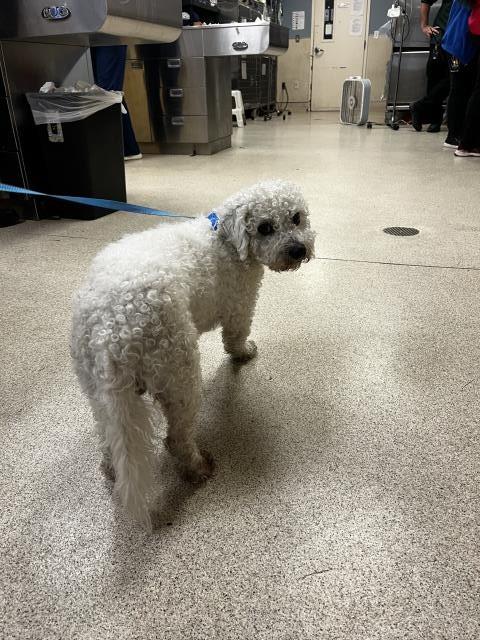 Shelter Stray Male Dog last seen Near BLOCK BUTTERFIELD RD, RIVERSIDE CA 92503, 6851 Van Buren Boulevard, Jurupa Valley, CA 92509, USA