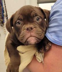 Shelter Stray Male Dog last seen E 68th St & Cleveland Ave, KCMO, 64132, 64132, MO, 7077 Elmwood Ave, Kansas City, MO 64132, USA
