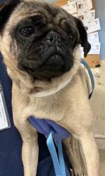 Shelter Stray Female Dog last seen PACIFIC AVE / MISSION BLVD, JURUPA VALLEY, CA 92509, 6851 Van Buren Boulevard, Jurupa Valley, CA 92509, USA